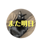 黒猫の八雲（個別スタンプ：11）