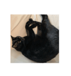 黒猫の八雲（個別スタンプ：12）
