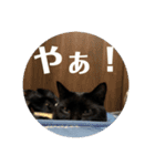 黒猫の八雲（個別スタンプ：13）