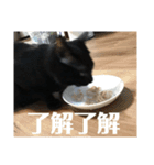 黒猫の八雲（個別スタンプ：14）