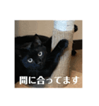 黒猫の八雲（個別スタンプ：15）