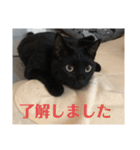 黒猫の八雲（個別スタンプ：16）