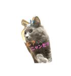にゃんまろ1（個別スタンプ：4）