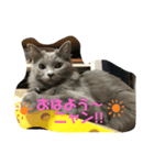 にゃんまろ1（個別スタンプ：8）