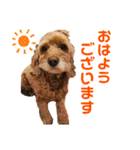 そらくんとあんずさん（個別スタンプ：1）