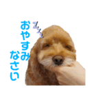 そらくんとあんずさん（個別スタンプ：2）