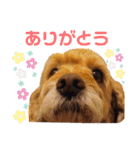 そらくんとあんずさん（個別スタンプ：3）