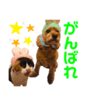 そらくんとあんずさん（個別スタンプ：15）