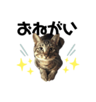 {I'm Baron.}（個別スタンプ：3）