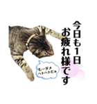 {I'm Baron.}（個別スタンプ：4）