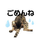 {I'm Baron.}（個別スタンプ：8）