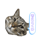 猫の関西弁NICOさん（個別スタンプ：1）