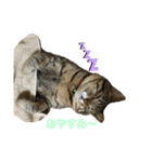 猫の関西弁NICOさん（個別スタンプ：4）