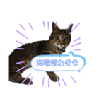 猫の関西弁NICOさん（個別スタンプ：5）