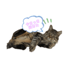 猫の関西弁NICOさん（個別スタンプ：6）