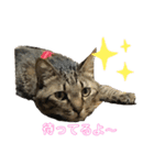 猫の関西弁NICOさん（個別スタンプ：7）
