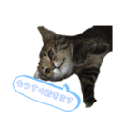 猫の関西弁NICOさん（個別スタンプ：8）