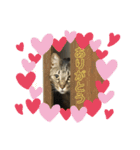 猫の関西弁NICOさん（個別スタンプ：9）