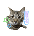 猫の関西弁NICOさん（個別スタンプ：11）