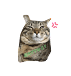 猫の関西弁NICOさん（個別スタンプ：12）