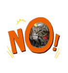 猫の関西弁NICOさん（個別スタンプ：13）