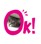 猫の関西弁NICOさん（個別スタンプ：14）