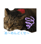 猫の関西弁NICOさん（個別スタンプ：15）