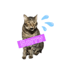 猫の関西弁NICOさん（個別スタンプ：16）