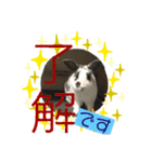 イヌ挨拶（個別スタンプ：1）