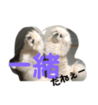 イヌ挨拶（個別スタンプ：3）