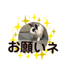 イヌ挨拶（個別スタンプ：4）