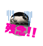 イヌ挨拶（個別スタンプ：5）