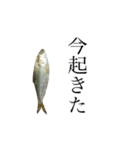 魚の日常スタンプ（個別スタンプ：1）