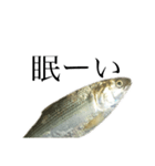 魚の日常スタンプ（個別スタンプ：6）