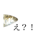 魚の日常スタンプ（個別スタンプ：10）