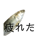 魚の日常スタンプ（個別スタンプ：14）