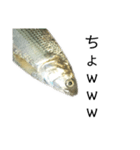 魚の日常スタンプ（個別スタンプ：19）