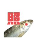 魚の日常スタンプ（個別スタンプ：31）