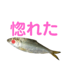 魚の日常スタンプ（個別スタンプ：32）
