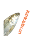 魚の日常スタンプ（個別スタンプ：33）