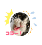 シロナクロナ2（個別スタンプ：1）