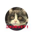 シロナクロナ2（個別スタンプ：4）