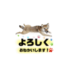 大分県の豆柴めい＆ぶん（個別スタンプ：2）