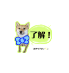 大分県の豆柴めい＆ぶん（個別スタンプ：4）
