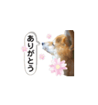 大分県の豆柴めい＆ぶん（個別スタンプ：6）