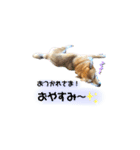 大分県の豆柴めい＆ぶん（個別スタンプ：7）
