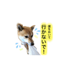 大分県の豆柴めい＆ぶん（個別スタンプ：10）