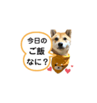 大分県の豆柴めい＆ぶん（個別スタンプ：12）
