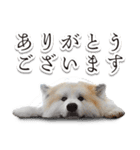 秋田犬どん兵衛くん vol.2（個別スタンプ：1）