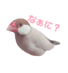 あざとい文鳥スタンプ（個別スタンプ：1）